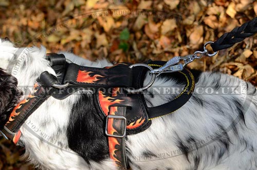 dog body harness Spaniel Springer